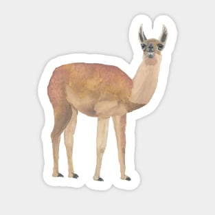 LLAMA - LLAMA FROM MACHU PICCHU, PERU, THE ANDES -  Watercolor Painting Sticker